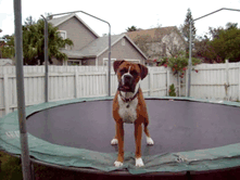 funny-boxers-dogs-18-5b30982ac1f53__700.gif