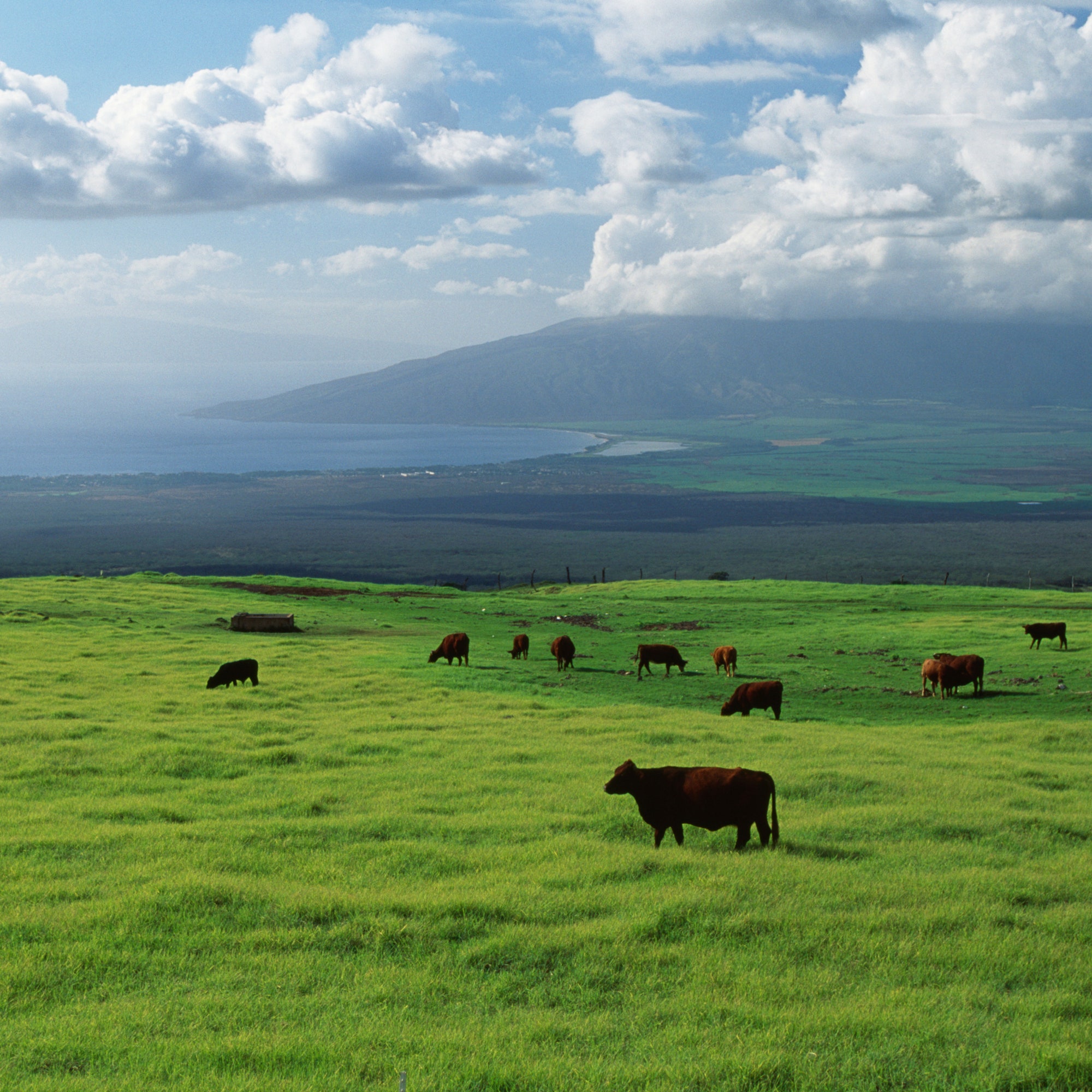 00-tout-farm-hopping-in-maui-hawaii.jpg