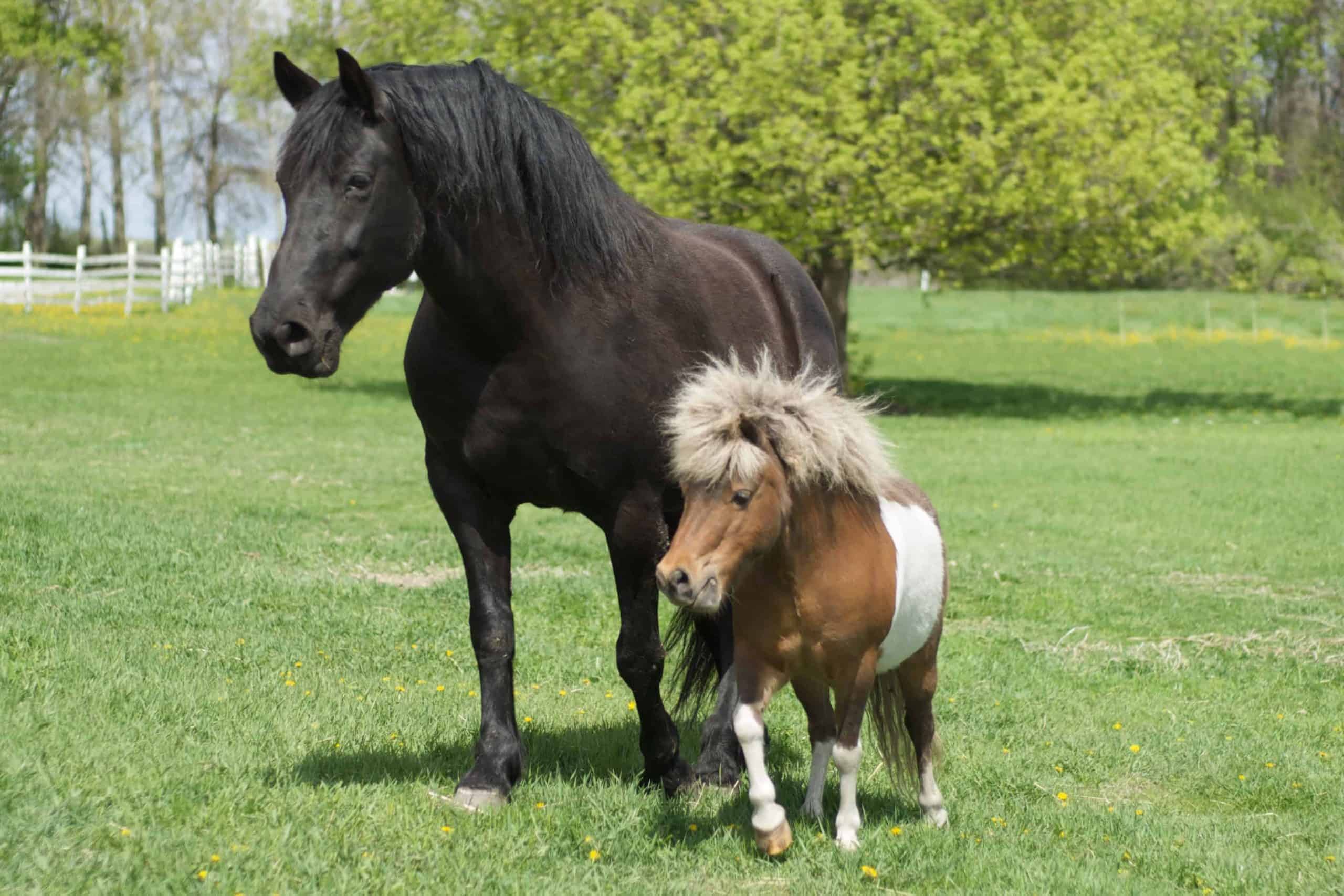 Big_horse_and_little_horse-scaled.jpg