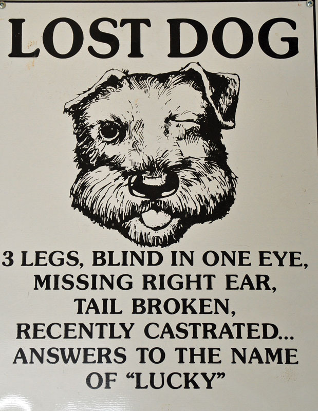 Lucky-Dog-1.jpg