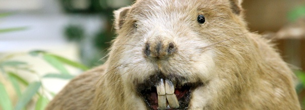 beaver-teeth-banner.jpg