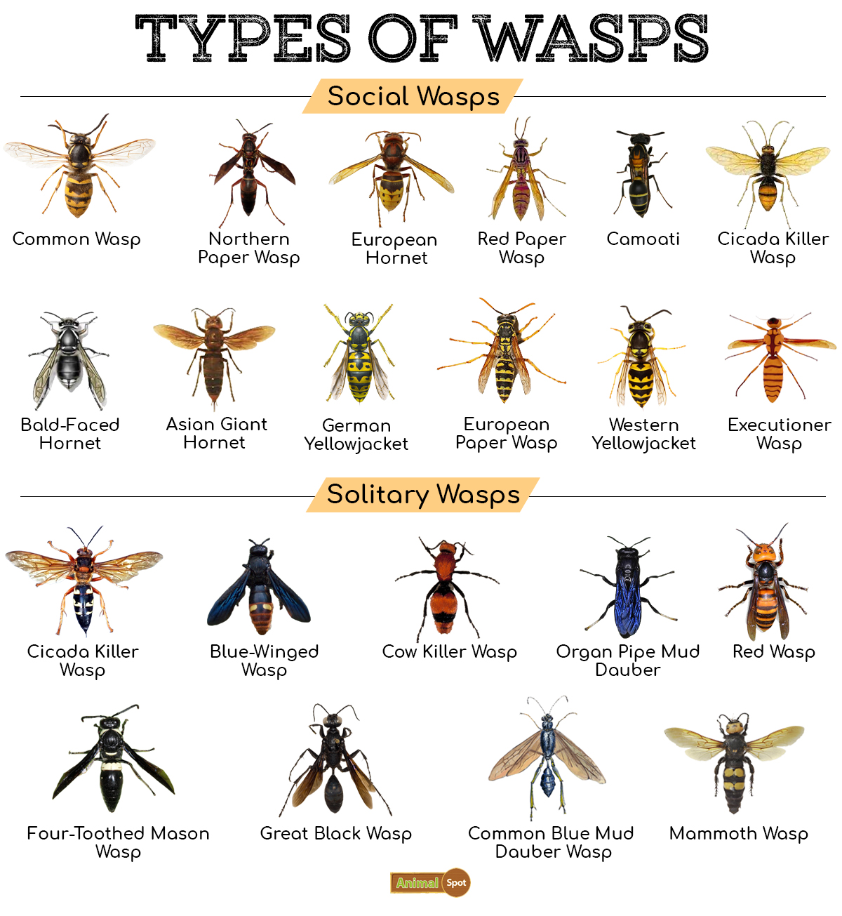 Types-of-Wasps.jpg