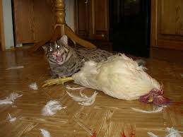 cat-eating-chicken.jpg