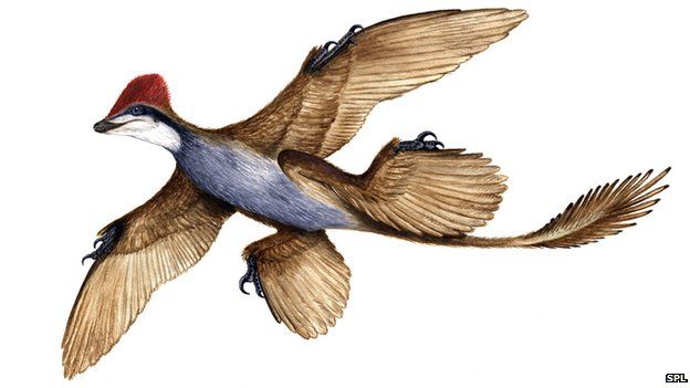 _76258953_c0099727-microraptor_gui_di.jpg