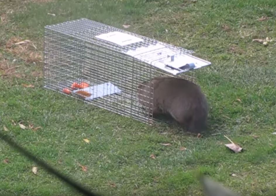 GroundhogTrapping.jpg