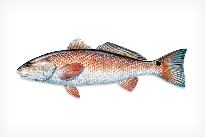 species-lg-redfish.jpg