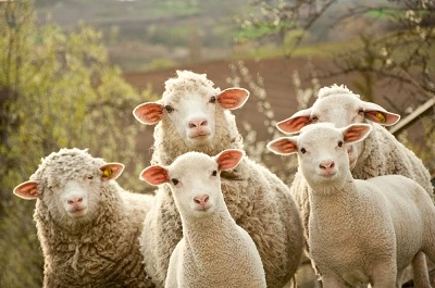 collective-noun-for-sheep.webp