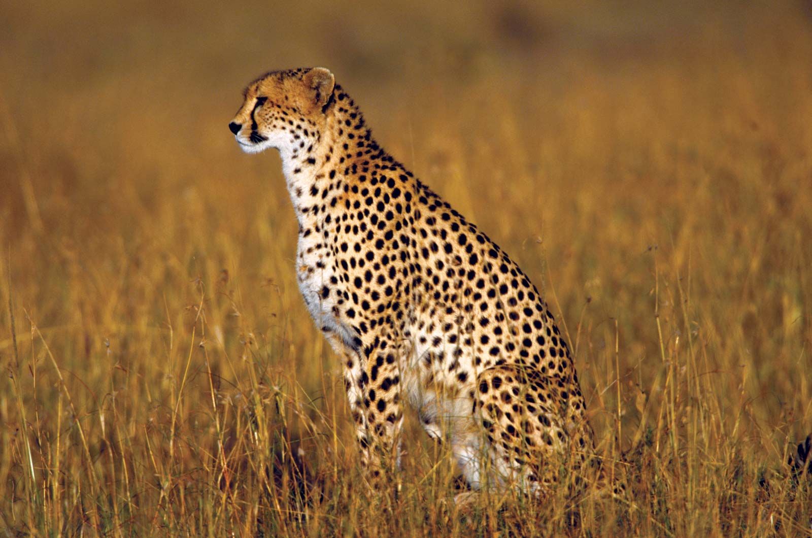 Cheetah.jpg