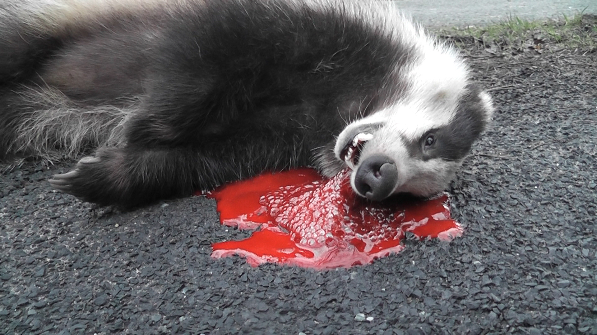 Roadkill_badger.jpg