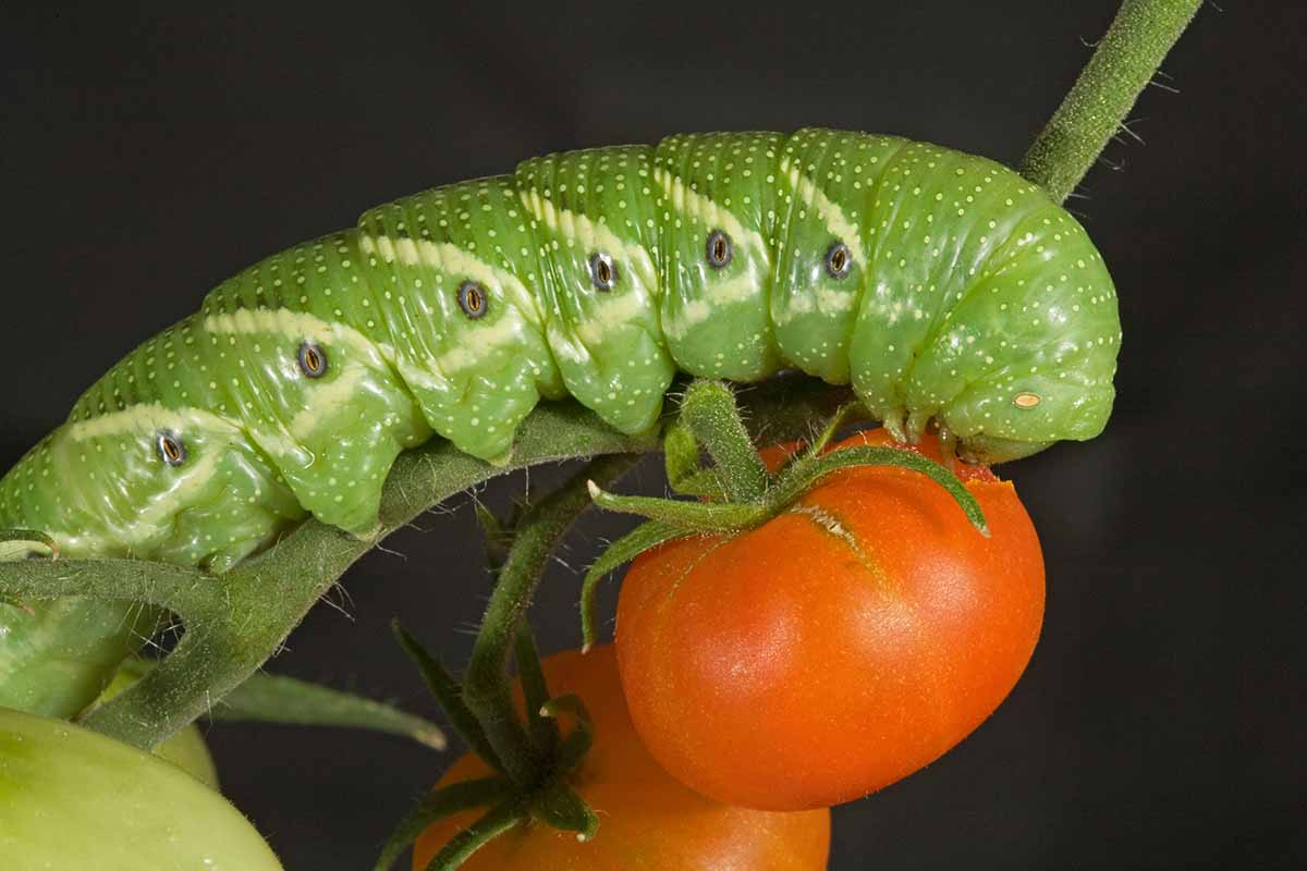 How-to-Control-Tomato-Hornworm-Feature.jpg