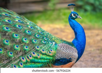 peacock-spread-wings-profile-260nw-567926224.jpg