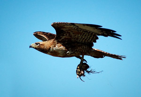 Red-tailed-Hawk-flying-with-food.jpg