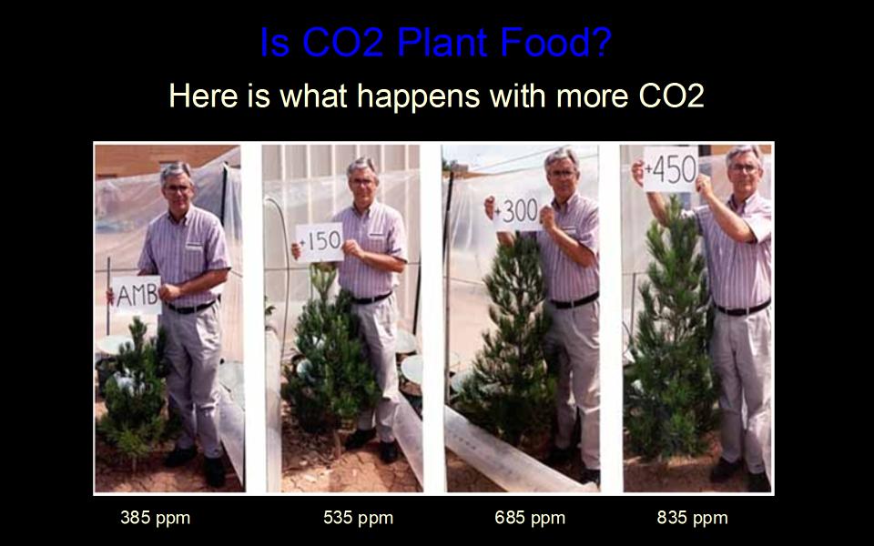 CO2-pineGrowth100120half.jpg