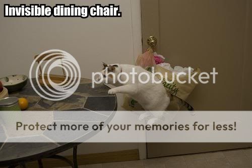 invisible-dining-chair.jpg