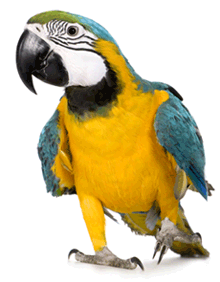parrot-cropped.png