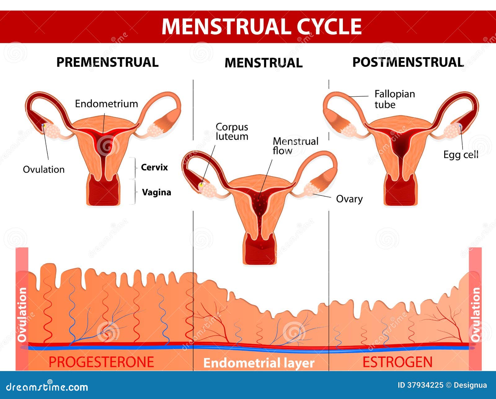 menstrual-cycle-menstruation-follicle-phase-ovulation-corpus-luteum-phase-vector-diagram-37934225.jpg