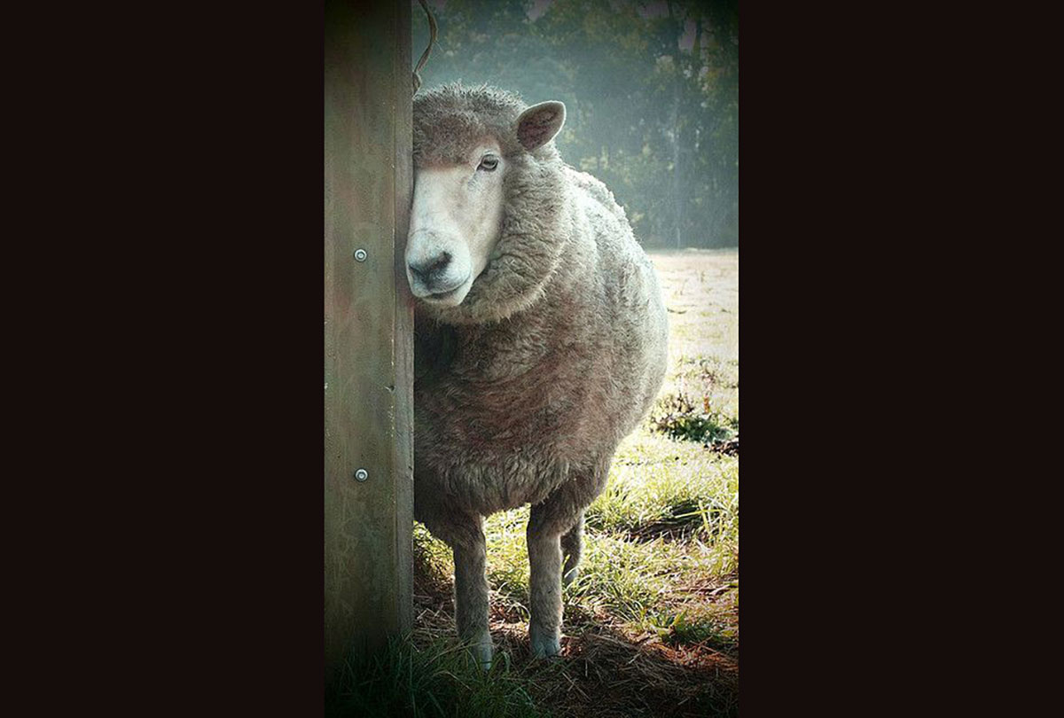 sexy-sheep.jpg