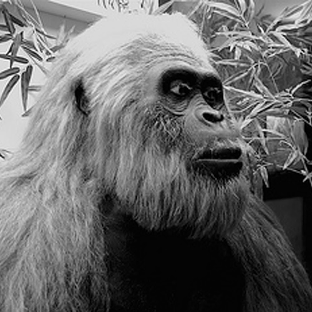 Bigfoot_news_Bigfoot_lunch_club_gigantopithecus_and_special_needs.jpg