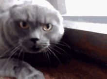 angry-cat.gif