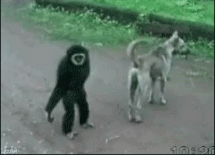 monkey-pulling.gif