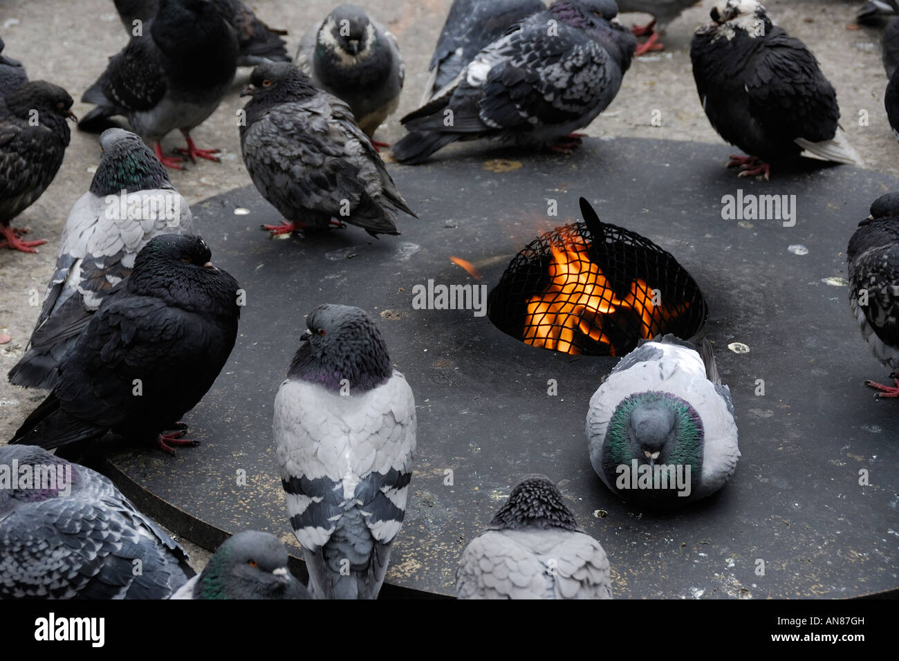 pigeons-warming-themselves-up-at-an-open-fire-pit-on-daley-plaza-on-AN87GH.jpg
