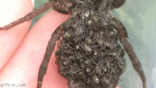spiders_gifs_01.gif