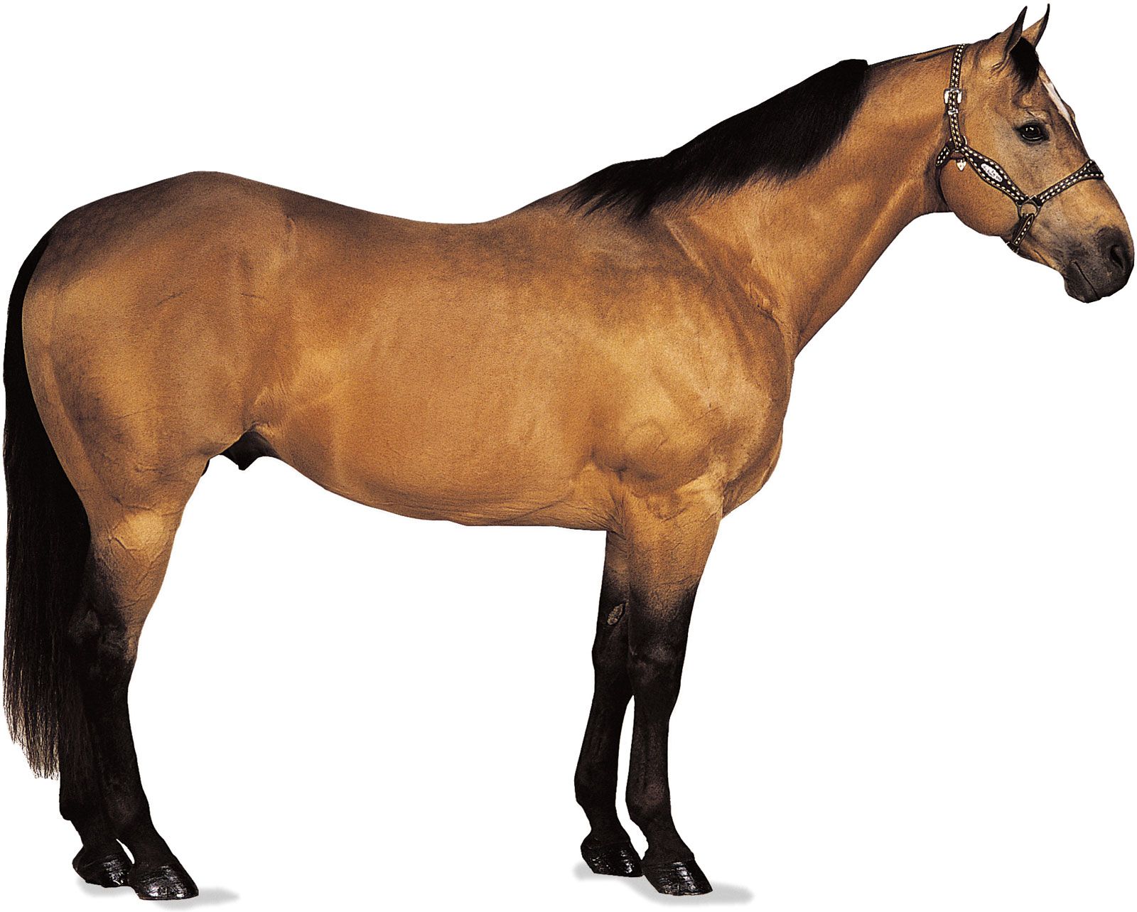 stallion-American-Quarter-Horse-buckskin-coat.jpg