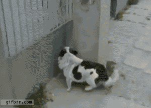 1313493984_clever_dog_climbs_fence.gif