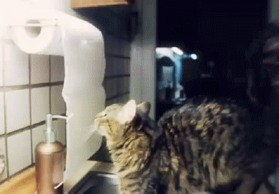 cat-found-the-paper-towel-dispenser