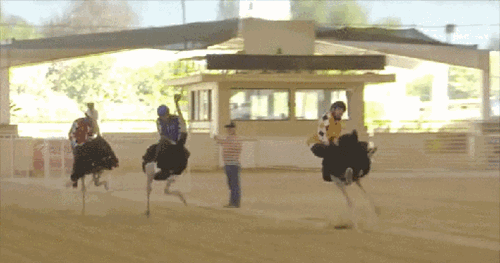 mad-ostrich-race