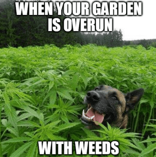 Overrun-with-weeds.png