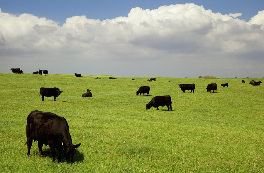 black-angus-cows-grazing-in-open-pasture-timothy-hearsum.jpg