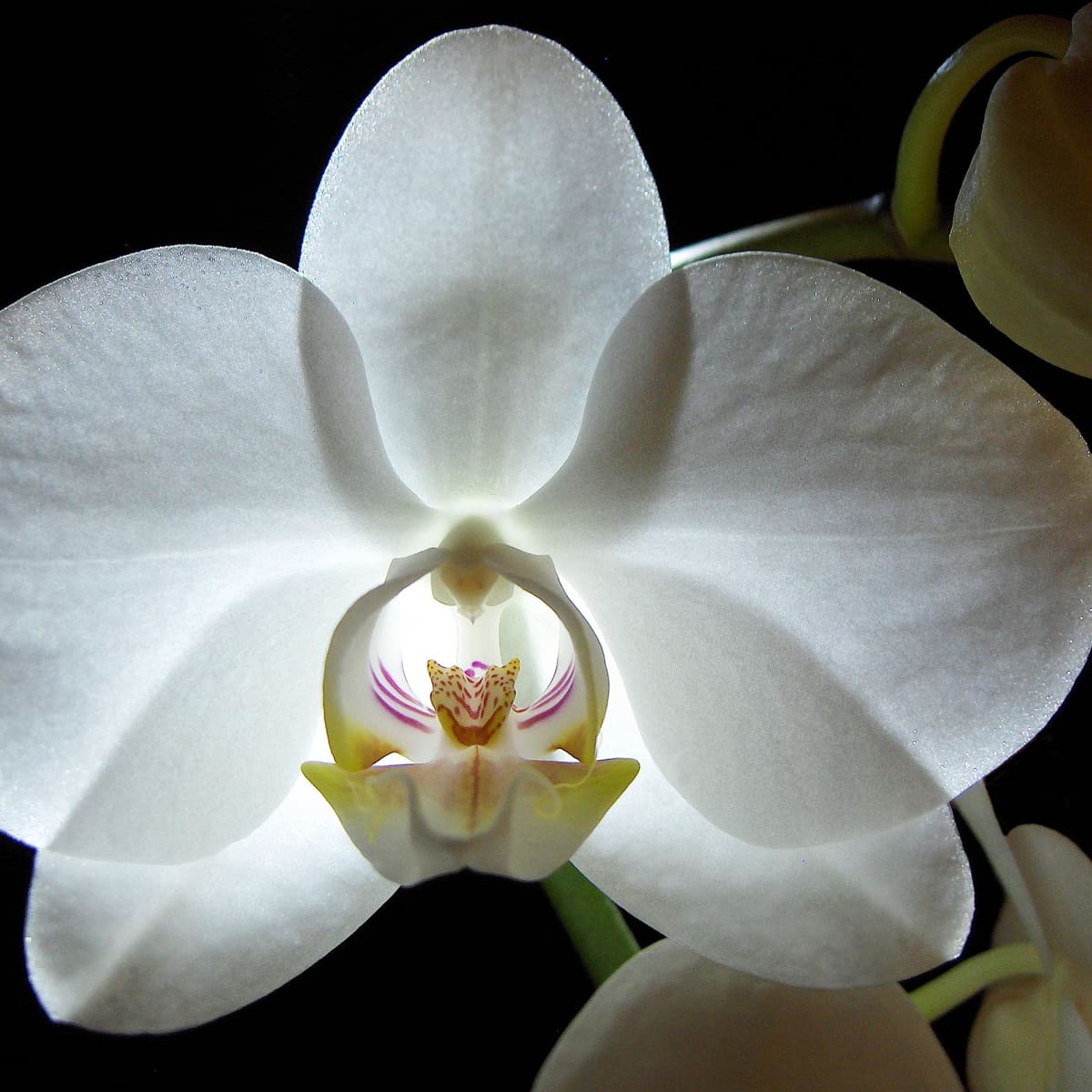 an-orchid-is-like-a-woman.jpg