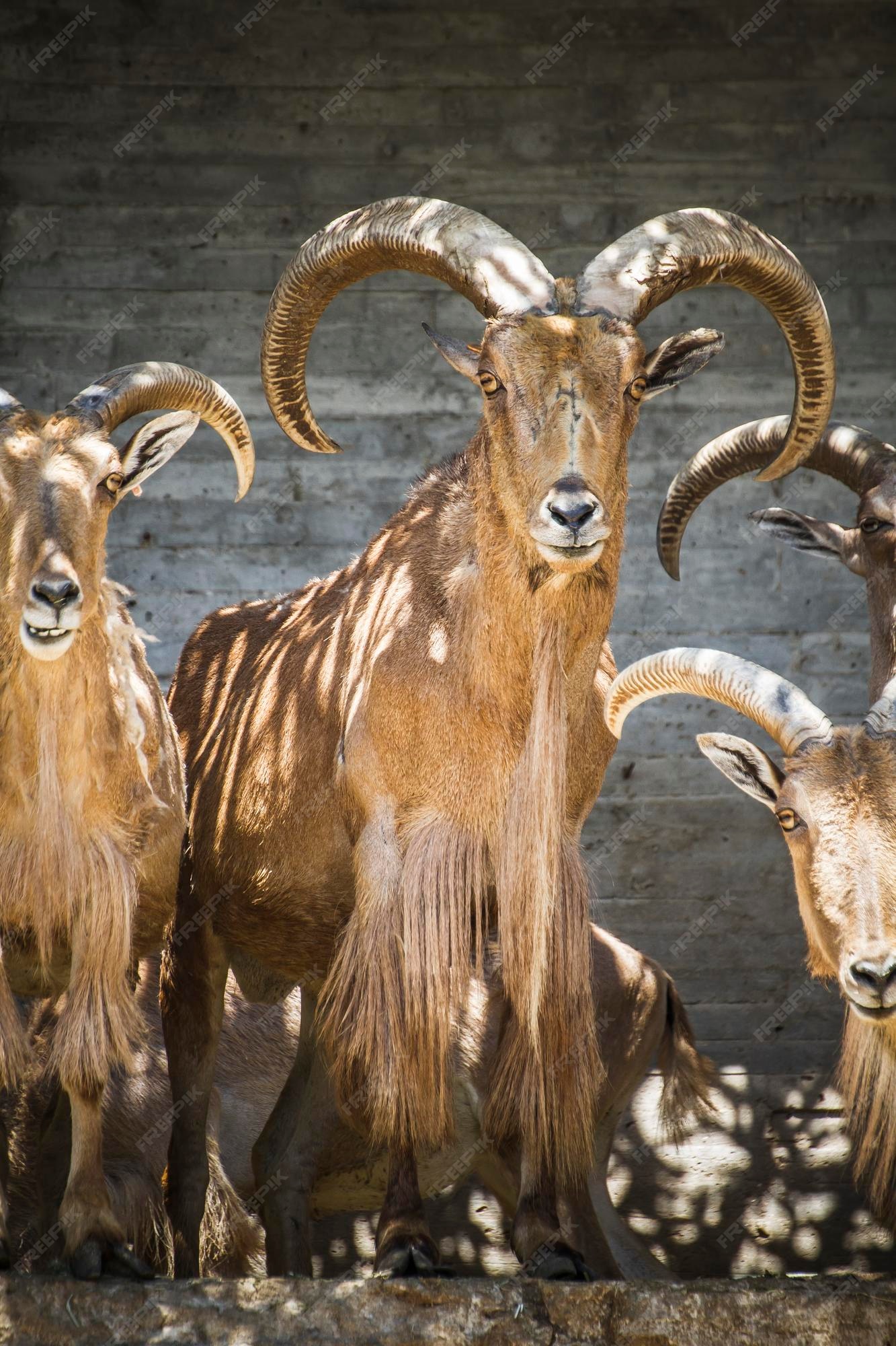 goat-beautiful-group-spanish-ibex-typical-animal_27525-1366.jpg