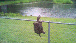 snappo-snapping-turtle-climbing-fence-falls-off-13987960590.gif