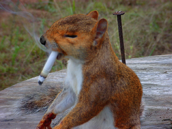 squirrel-with-cigarette.jpg
