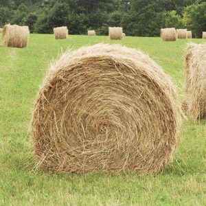 Picking-hay-for-sugar-starch-sensitive-horses-300x300.jpg