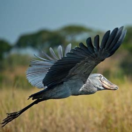 shoebill-stork-in-flight.jpg