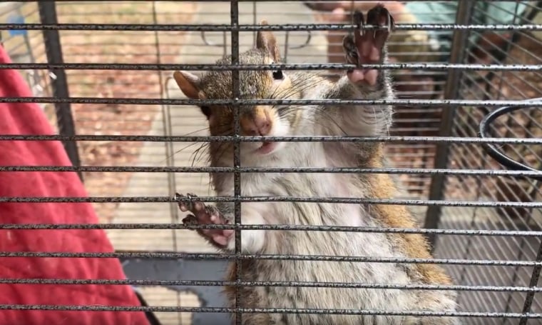 Mickey Paulk kept an attack squirrel inside his apartment and fed the squirrel meth to keep it aggressive, according to the sheriff's office.