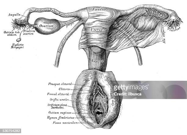 human-anatomy-scientific-illustrations-female-reproductive-organ.jpg