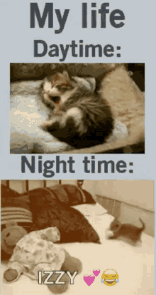 cats-funny.gif