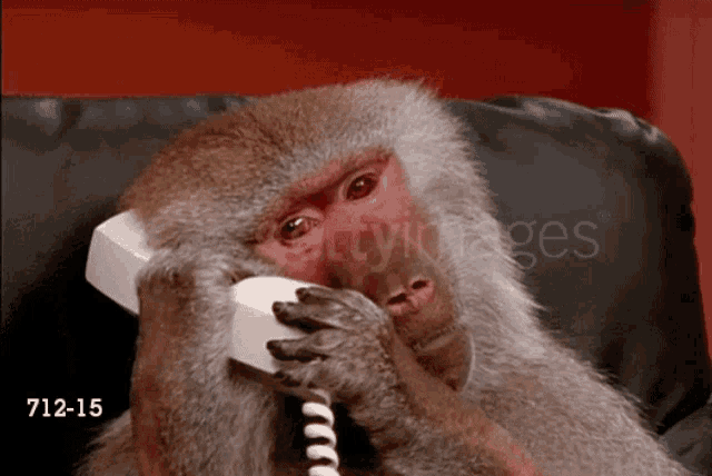 monkey-phone-call.gif