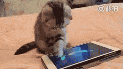 smartphone-cat.gif
