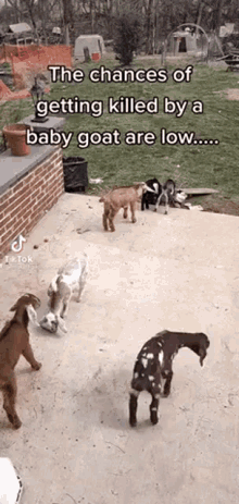 baby-goat-goat-murder.gif