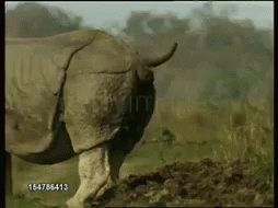rhino-pooping.gif