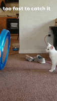 Cat GIF by Likee US