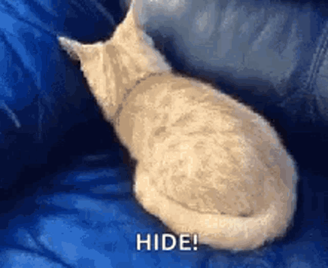 cat-hide.gif