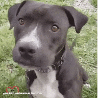 Dog What GIF by Heartland Animal Shelter
