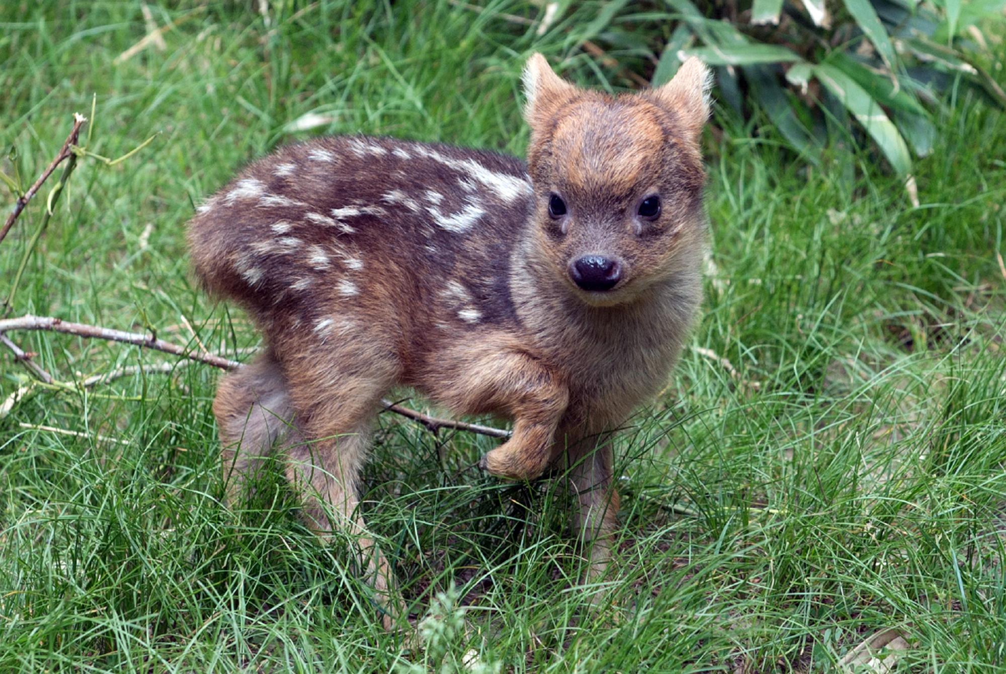 tiny_baby_deer.jpg
