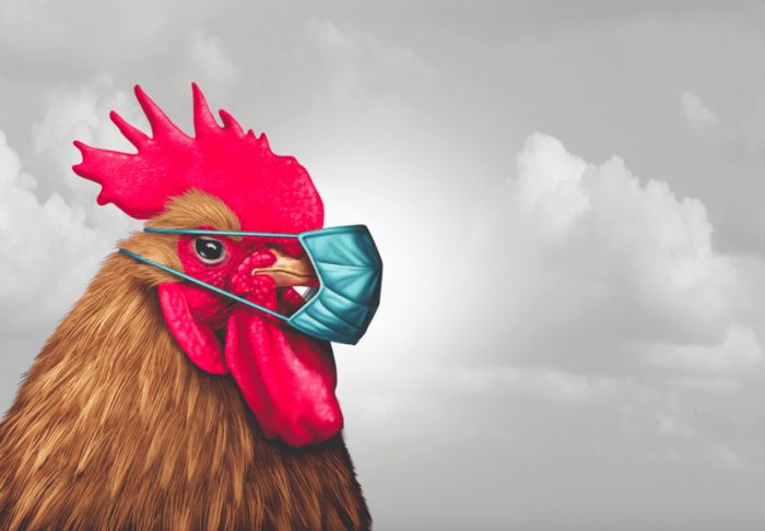 an.biosecurity-chicken-in-mask.jpg